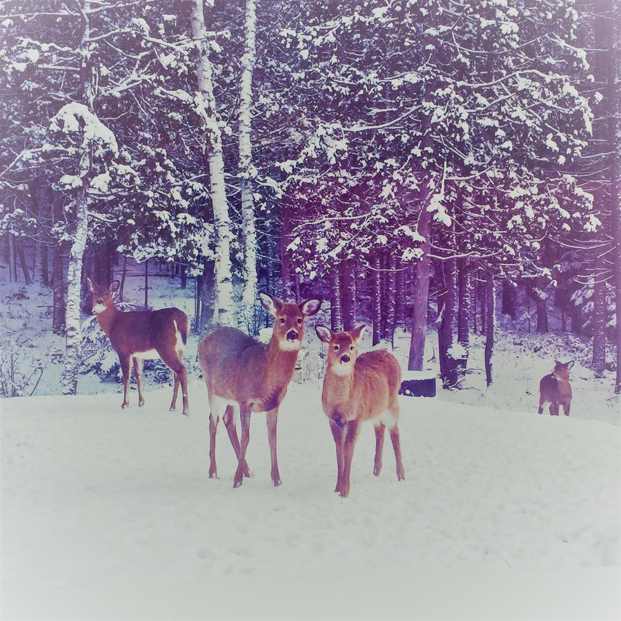 Chalet Riverain Crds Tremblant Lac-Superieur エクステリア 写真